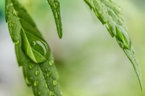 RevOILution CBD Background